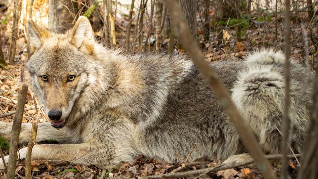 2 wolves illegally killed in northern Minnesota, DNR investigating