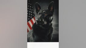 Anoka Police K-9 Bravo shot during deadly altercation