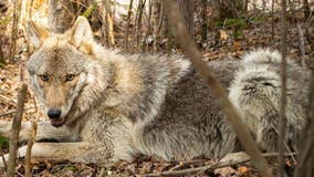 2 wolves illegally killed in northern Minnesota, DNR investigating