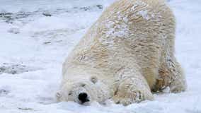 Como Zoo introduces new female polar bear named Nan