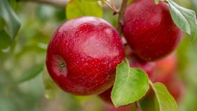 Ways to use up all of your apples from the orchard