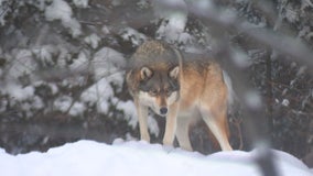 Wisconsin hunters exceed wolf target by nearly 100 animals