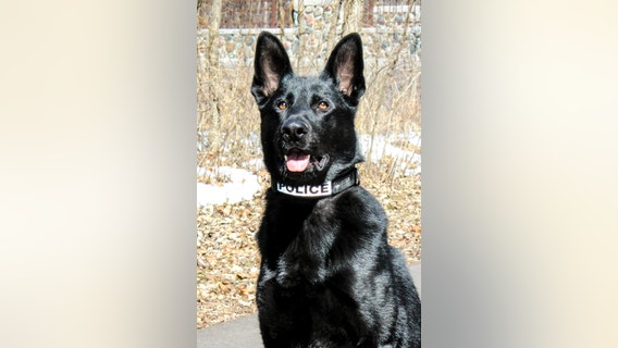 Anoka Police K-9 continues recovery after bullet struck trachea