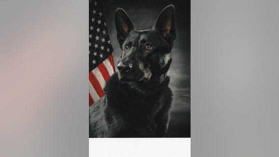 Anoka Police K-9 Bravo shot during deadly altercation