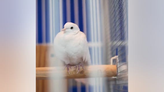 Prince's white dove, Divinity, passes away