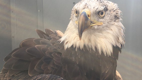 Bald eagle treated at U of M Raptor Center finds new home at zoo
