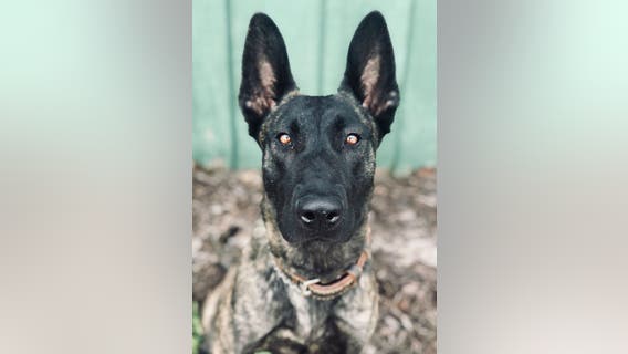 Duluth Police K-9 shot, killed during hours-long standoff