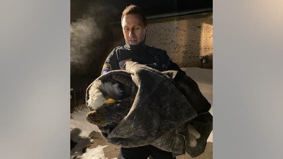 Eden Prairie officers rescue bald eagle during bitter cold