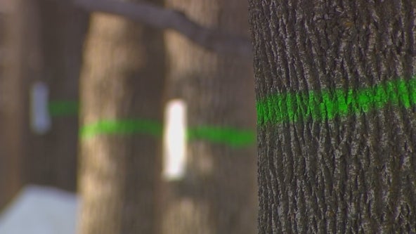 Emerald ash borer found in 3 new Minnesota counties, quarantines expanding
