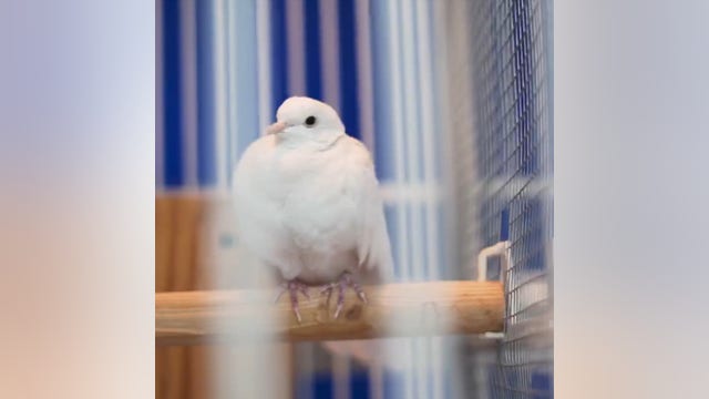 Prince's white dove, Divinity, passes away