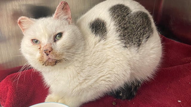 Community starts fundraiser for Valentine, cat who suffered frostbite