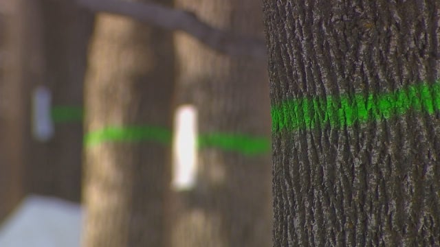 University of Minnesota researchers: Fungi could be key in stopping ash tree killing beetle