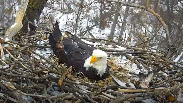 Minnesota DNR EagleCam adding new nest site while keeping original camera online