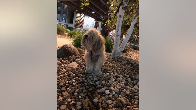 Therapy dog stolen in St. Paul car theft returned to owner