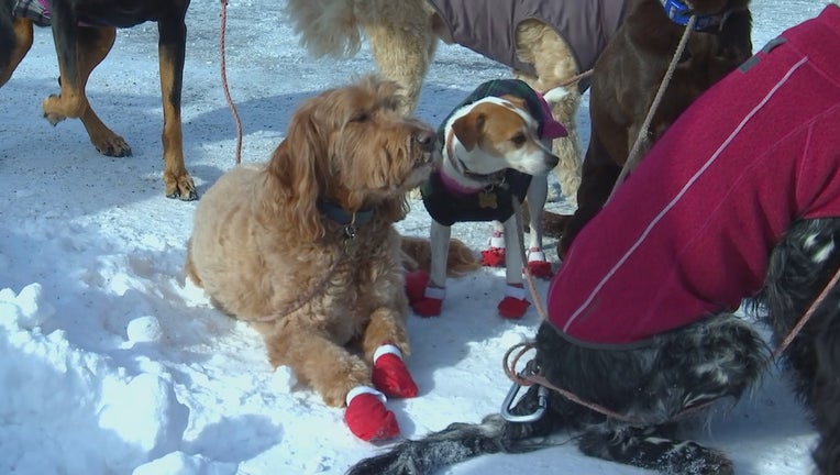 https://images.foxtv.com/static.fox9.com/www.fox9.com/content/uploads/2021/02/764/432/dogs-and-the-cold.jpg?ve=1&tl=1