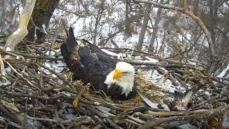 eagle cam