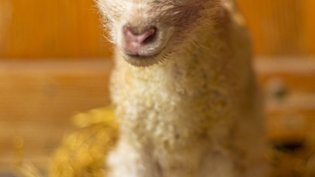 【flowerさま】 vintage animal ❀ グリーンの瞳の 羊ちゃん Farm Babies back at Minnesota Zoo both in-person, virtually | FOX