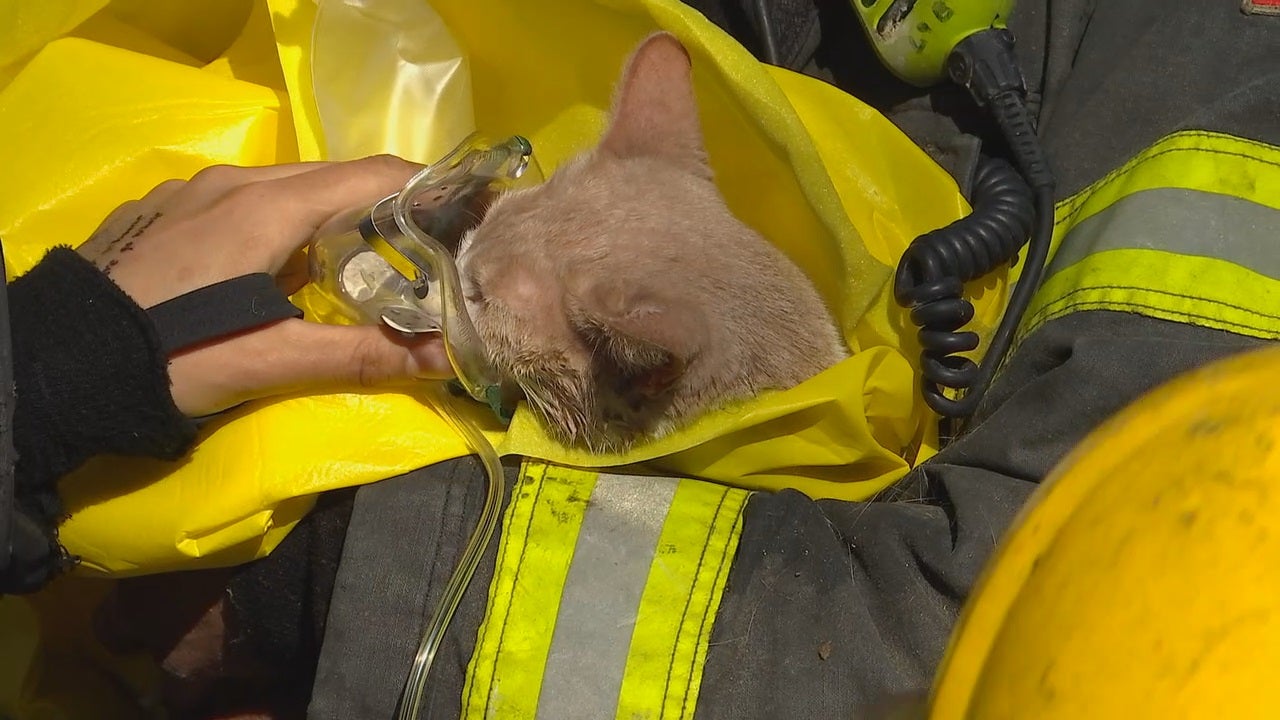 Cat Rescued, Given Oxygen After Fire At Minneapolis Fourplex | FOX 9 ...