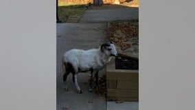 Sheriff's office seeks owners of goat found wandering Andover