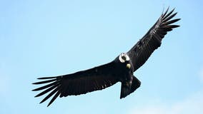 After 100 years, California condor could return to northwest