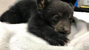 Minnesota bear cub rescued from tree, brought to Wisconsin rehabilitation center