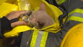 Cat rescued, given oxygen after fire at Minneapolis fourplex