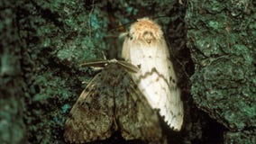 Loring Park among 13 proposed sites for gypsy moth treatment