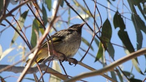 Endangered songbirds are losing their chance to learn mating calls, putting species at risk