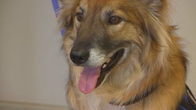 St. Paul PD's Sgt. Fuzz becomes nation's 1st certified first responder therapy dog