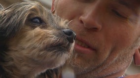 Police reunite aging, deaf dog with owner after theft in Minneapolis