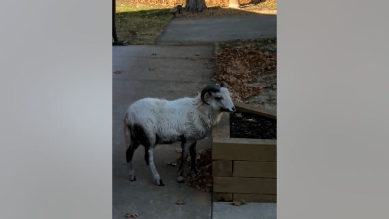 Sheriff's office seeks owners of goat found wandering Andover