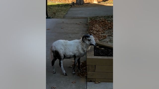 Sheriff's office seeks owners of goat found wandering Andover