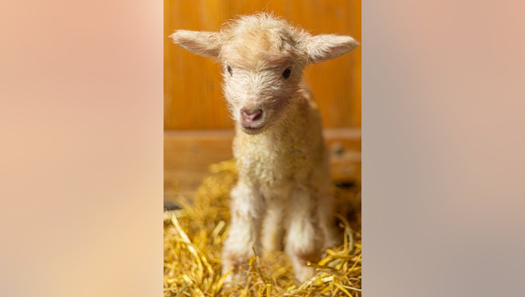 Minnesota Zoo farm babies lambs