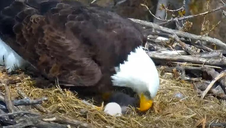 eagle cam baby