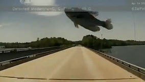 Video captures bird dropping fish onto a trucker’s windshield