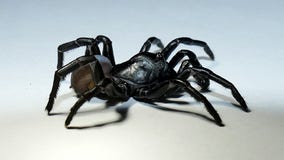 New venomous species of tarantula-like spider discovered in South Florida