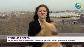 'Playful' dog steals reporter's mic during live weather report