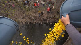 2,000 rubber ducks float downstream for inaugural race at Minnehaha Creek