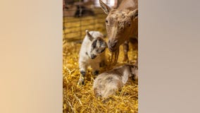 Visit Minnesota Zoo's Farm Babies in-person or online