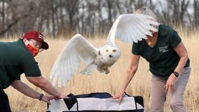 Owl rescued by plow driver and naturalist released back into wild