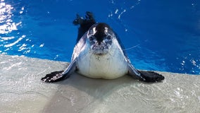 1 of 2 remaining Hawaiian monk seals at Minnesota Zoo dies
