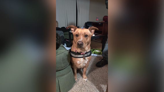 Missing therapy dog reunited with owner after police receive tip