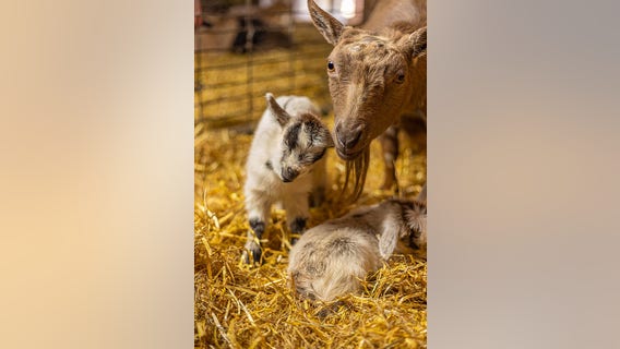 Visit Minnesota Zoo's Farm Babies in-person or online