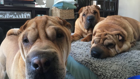 Veterinarian suspects 2 family dogs died from an intentional poisoning in Blaine, Minn.