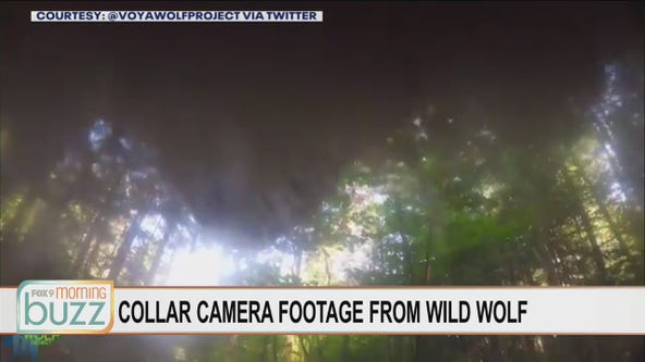What researchers learned from the first collar camera on a wild wolf