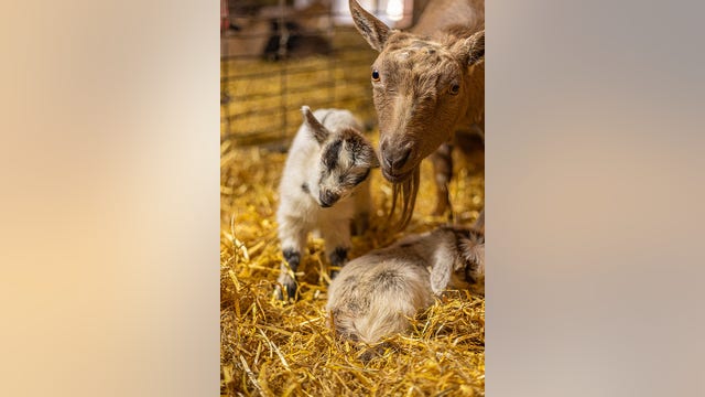 Visit Minnesota Zoo's Farm Babies in-person or online