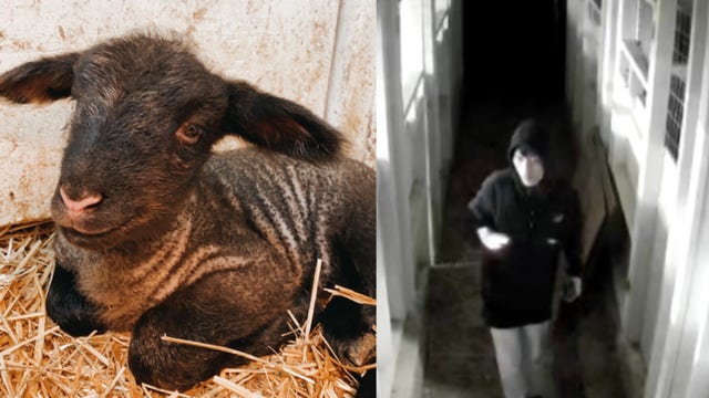 Inver Grove Heights family says newborn lamb stolen from barn