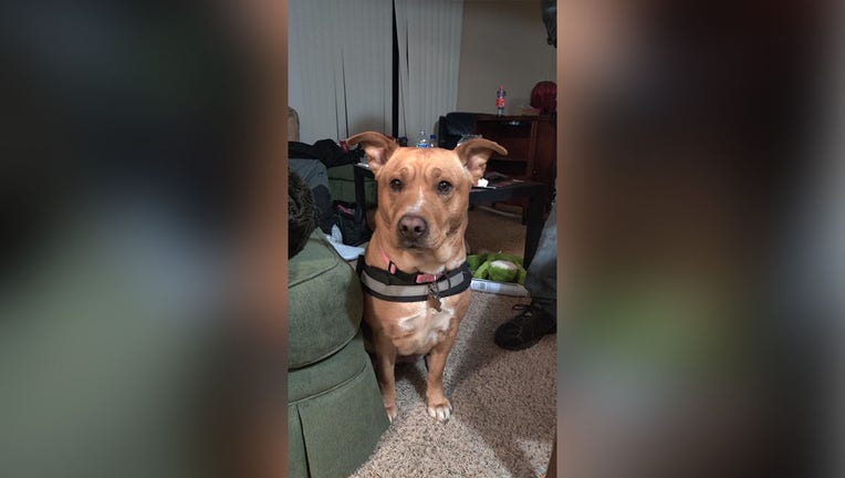 ladybug missing st. paul therapy dog