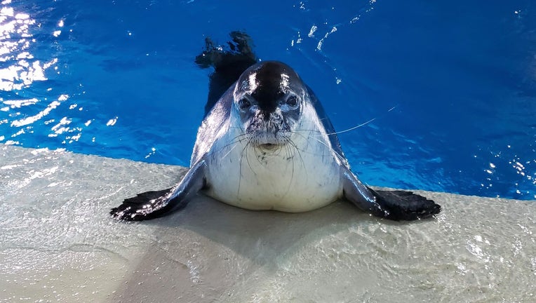 paki hawaiin monk seal minnesota zoo