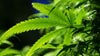 Gov. Walz calls for recreational marijuana legalization in Minnesota